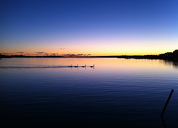 Ninigret Pond Wildlife