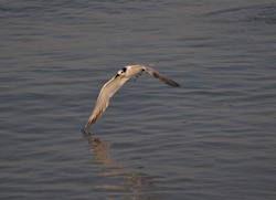 Siesta Key Wildlife